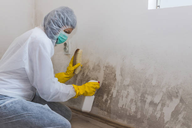 Best Emergency Mold Remediation  in Wells Branch, TX