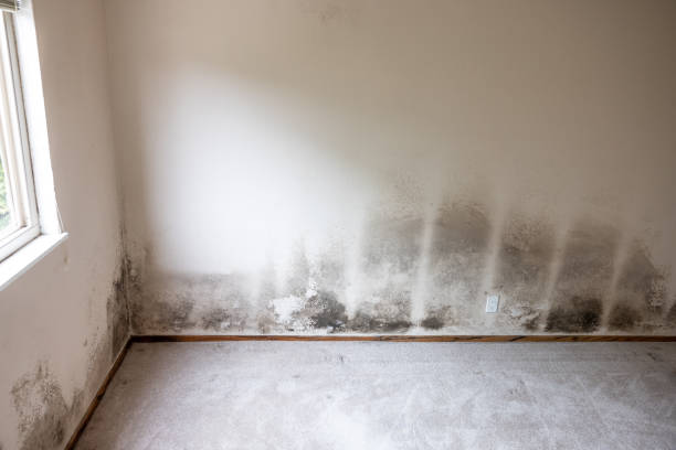 Best Crawl Space Mold Remediation  in Wells Branch, TX