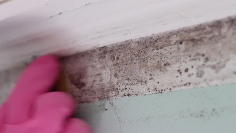 Best Mold-Related Health Consultation  in Wells Branch, TX
